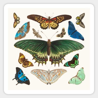 Exotic butterflies Sticker